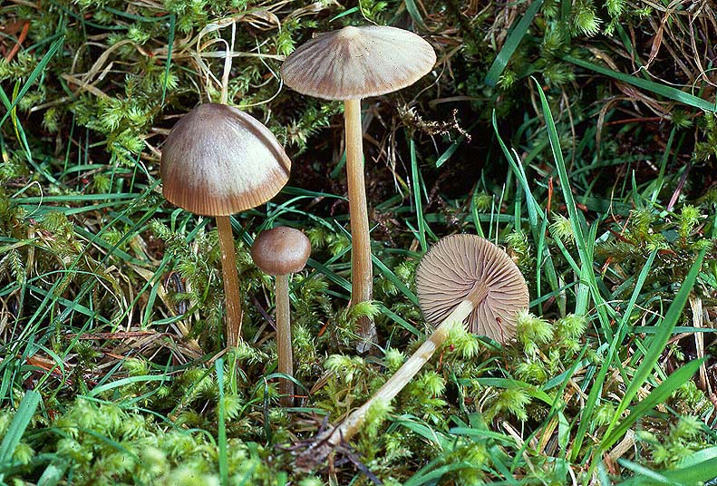 Nolanea staurospora var incrustata